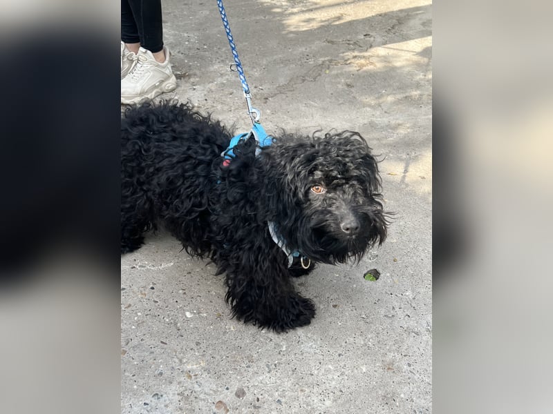 Charlie - unser liebenswerter Wuschel