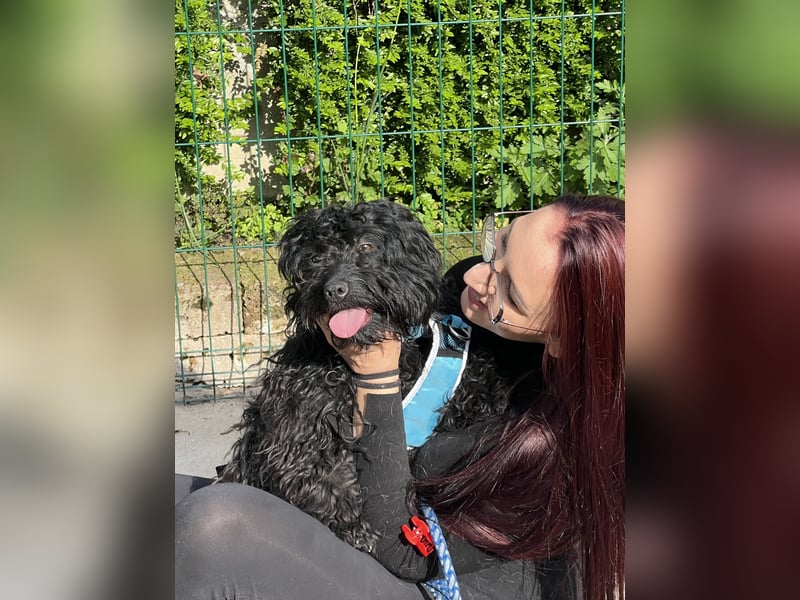 Charlie - unser liebenswerter Wuschel