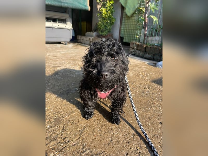 Charlie - unser liebenswerter Wuschel