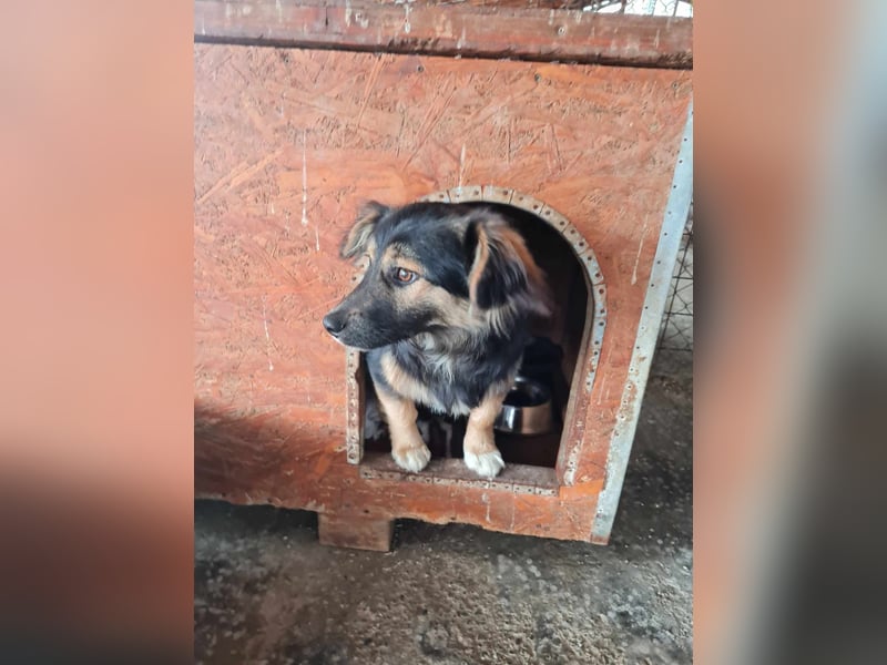 Buddy, 1 Jahr, kleiner Abenteurer sucht großes Herz