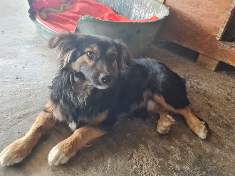 Buddy, 1 Jahr, kleiner Abenteurer sucht großes Herz