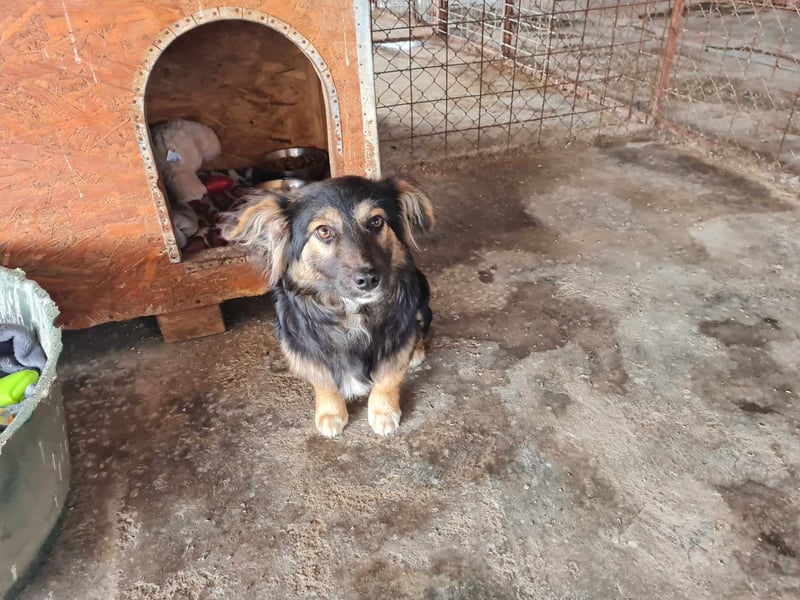 Buddy, 1 Jahr, kleiner Abenteurer sucht großes Herz