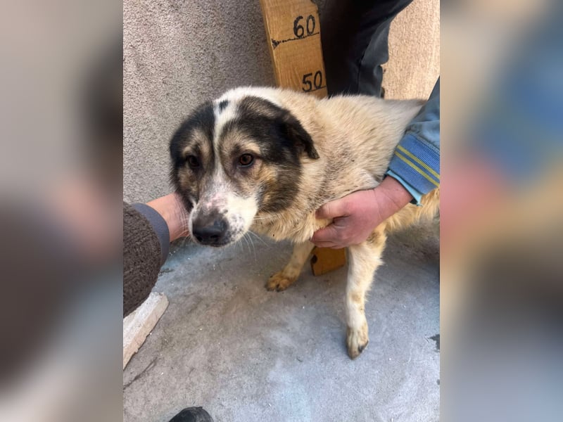 Wimo, 1,5 Jahre, möchte das Shelter verlassen