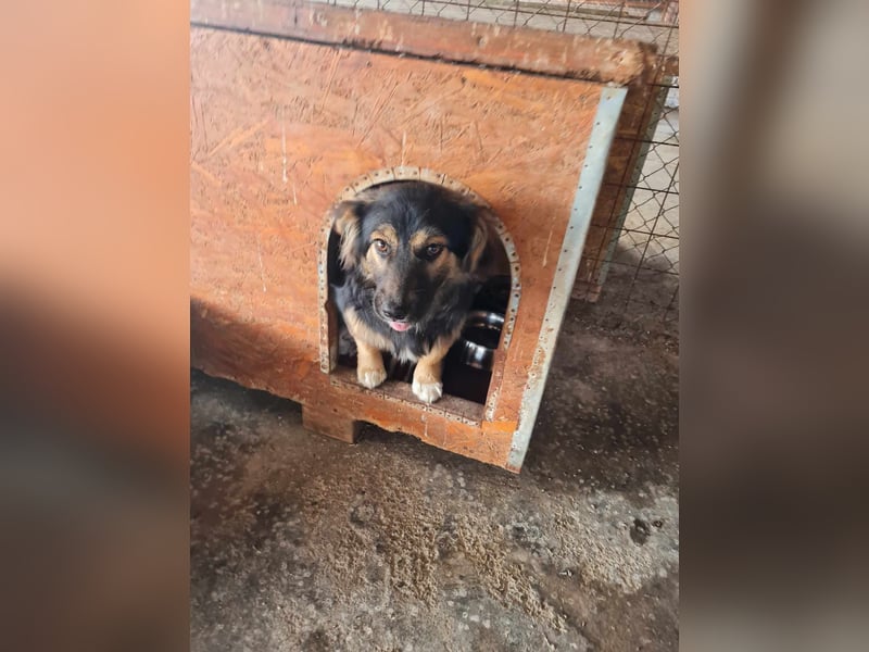 Buddy, 1 Jahr, kleiner Abenteurer sucht großes Herz