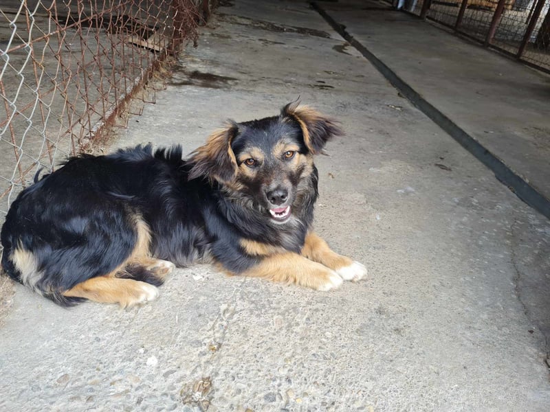 Buddy, 1 Jahr, kleiner Abenteurer sucht großes Herz