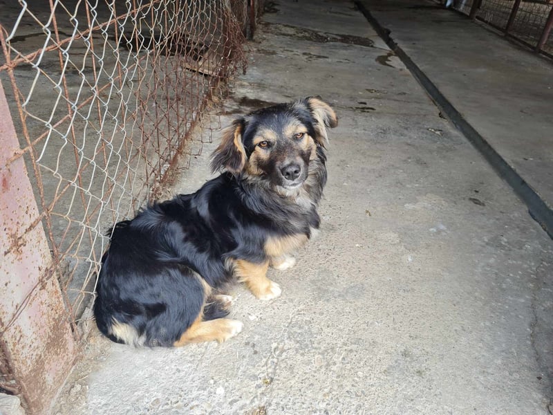 Buddy, 1 Jahr, kleiner Abenteurer sucht großes Herz