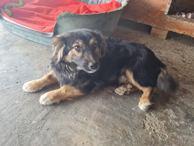 Buddy, 1 Jahr, kleiner Abenteurer sucht großes Herz