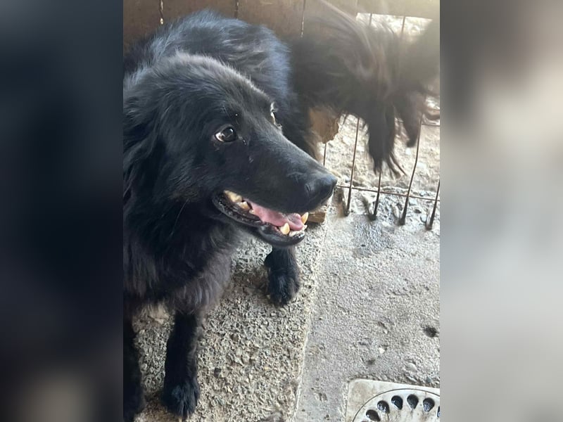 Felix, 4 Jahre, Setter, sucht Zuhause