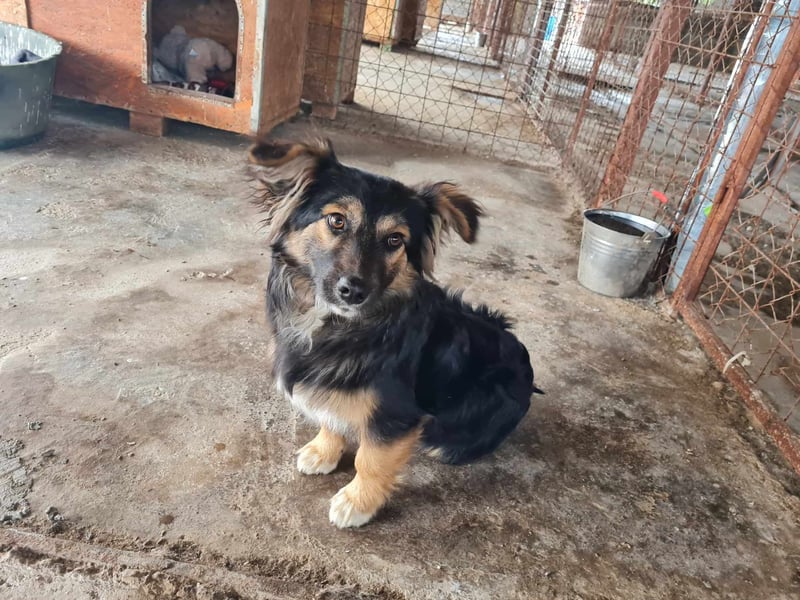 Buddy, 1 Jahr, kleiner Abenteurer sucht großes Herz
