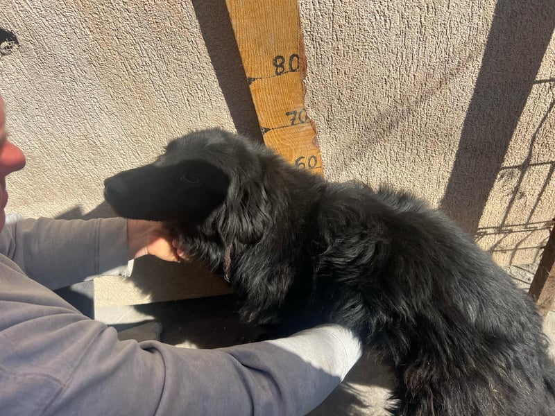 Felix, 4 Jahre, Setter, sucht Zuhause