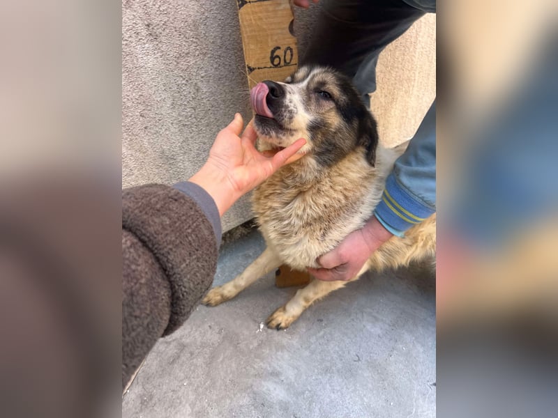 Wimo, 1,5 Jahre, möchte das Shelter verlassen