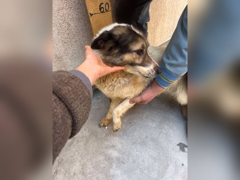 Wimo, 1,5 Jahre, möchte das Shelter verlassen