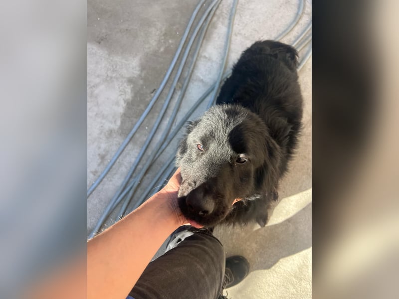 Felix, 4 Jahre, Setter, sucht Zuhause