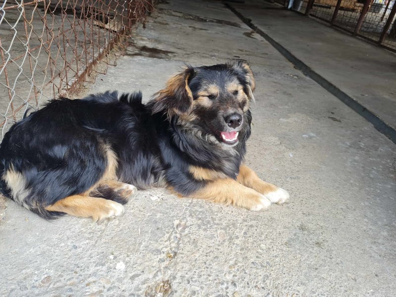 Buddy, 1 Jahr, kleiner Abenteurer sucht großes Herz
