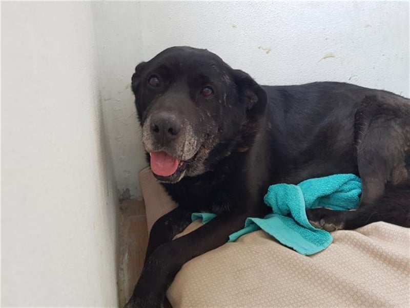 GUS- traumhafter Hundeopa