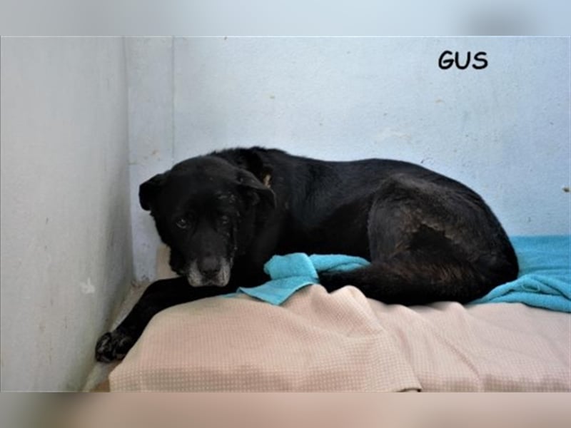 GUS- traumhafter Hundeopa