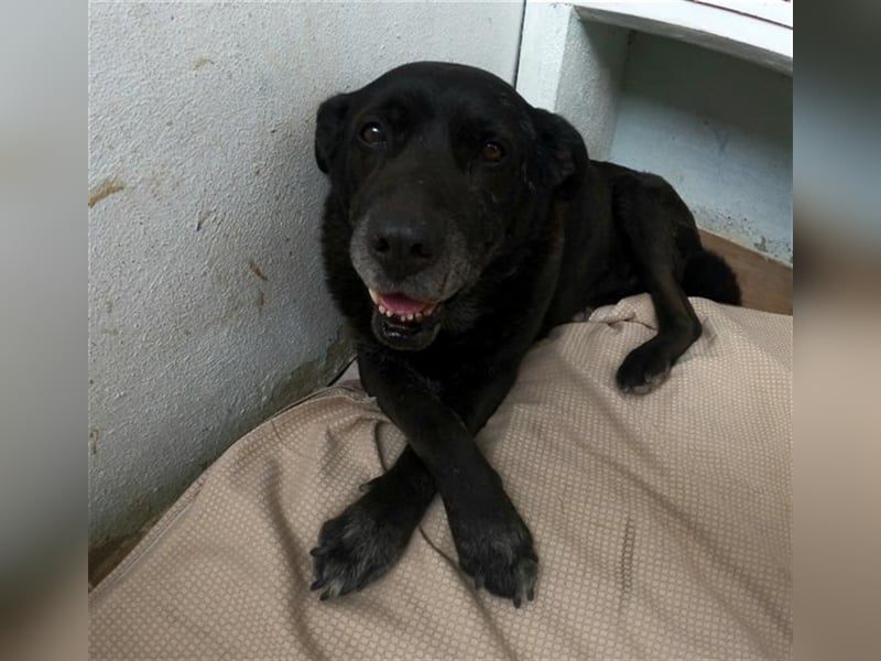 GUS- traumhafter Hundeopa