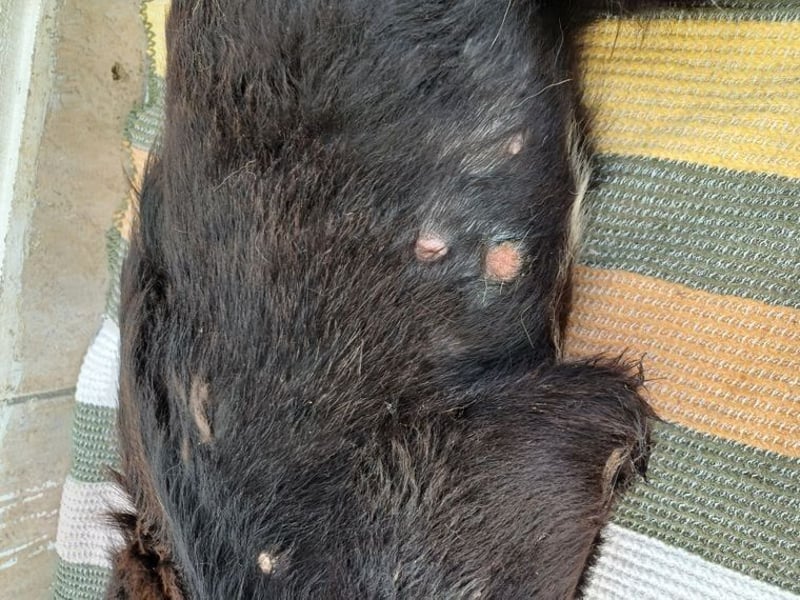 Manolo, Traumhund mit Handicap
