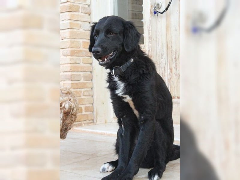 Manolo, Traumhund mit Handicap