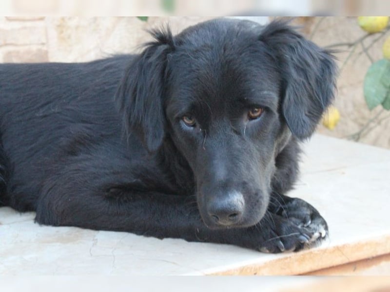 Manolo, Traumhund mit Handicap