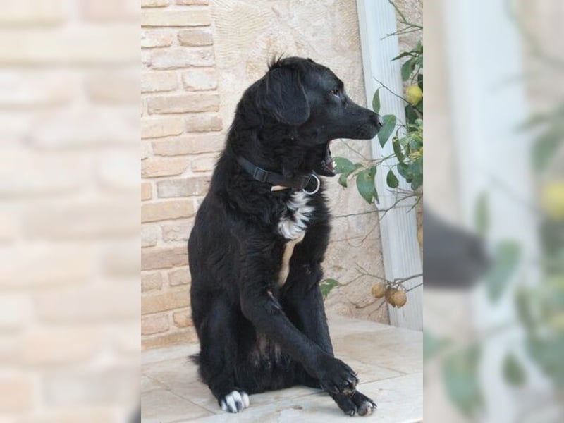 Manolo, Traumhund mit Handicap