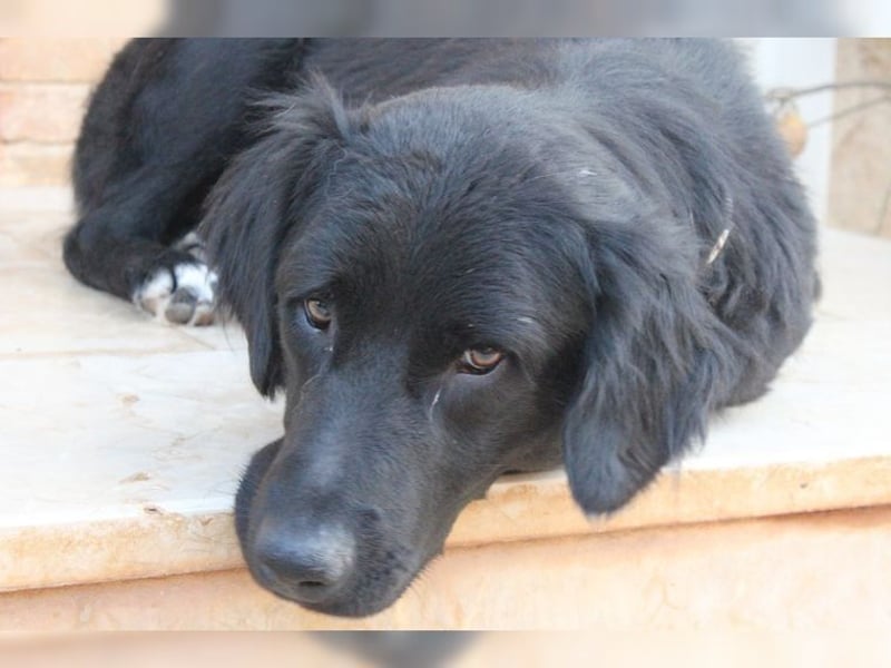 Manolo, Traumhund mit Handicap