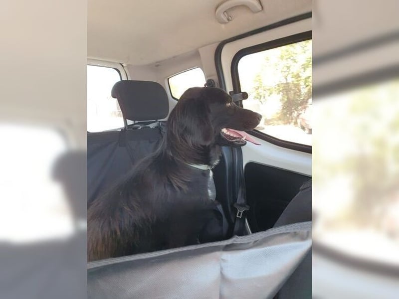 Manolo, Traumhund mit Handicap