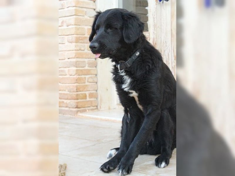 Manolo, Traumhund mit Handicap