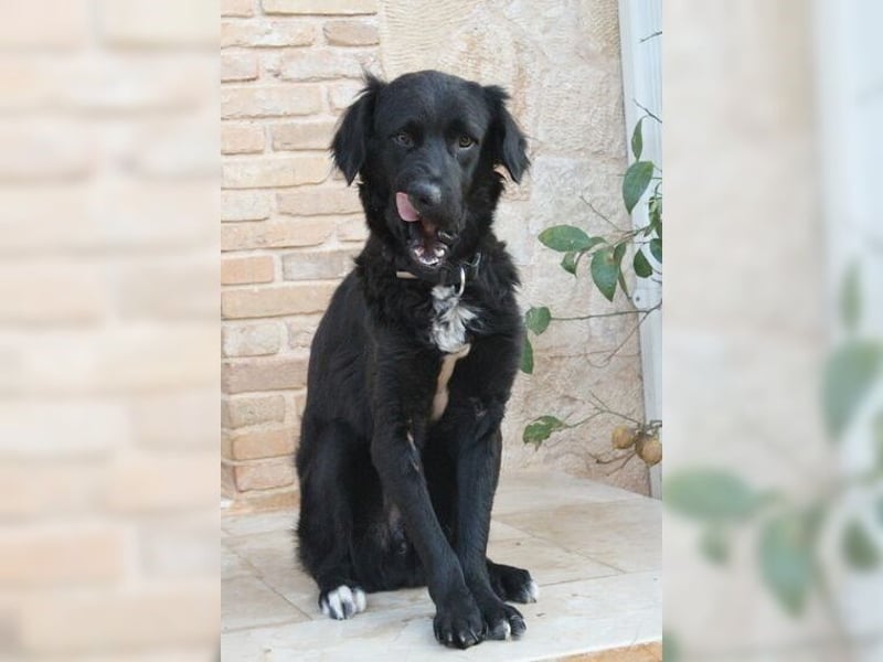 Manolo, Traumhund mit Handicap