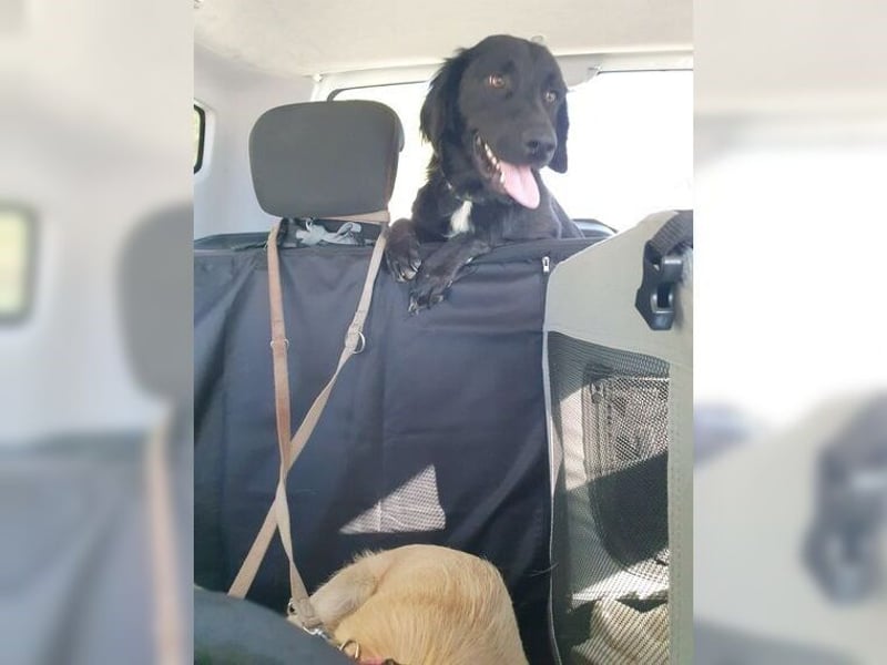 Manolo, Traumhund mit Handicap