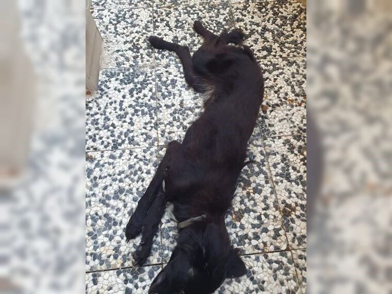 Manolo, Traumhund mit Handicap