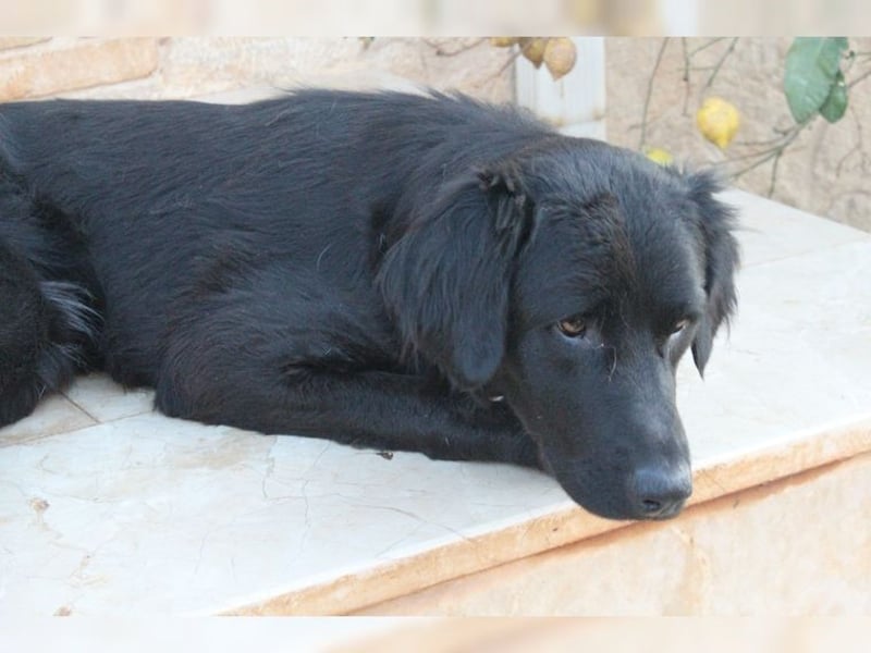 Manolo, Traumhund mit Handicap