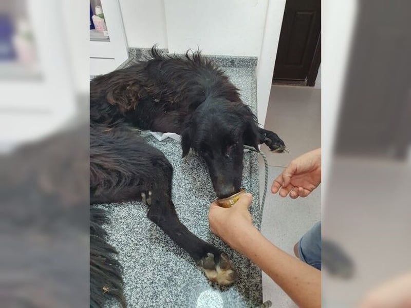 Manolo, Traumhund mit Handicap