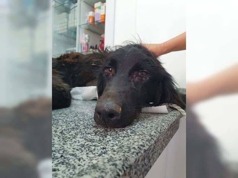 Manolo, Traumhund mit Handicap