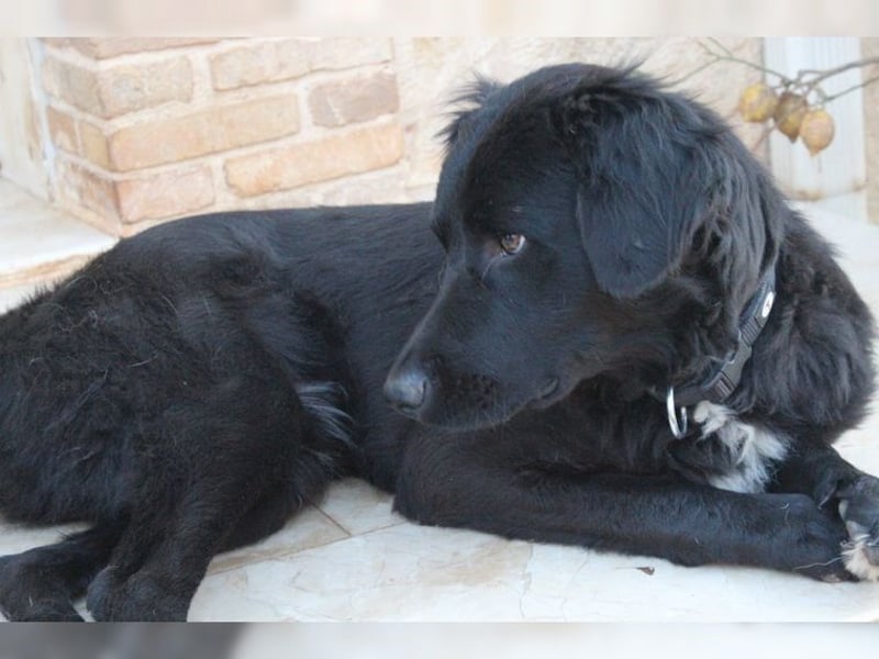 Manolo, Traumhund mit Handicap