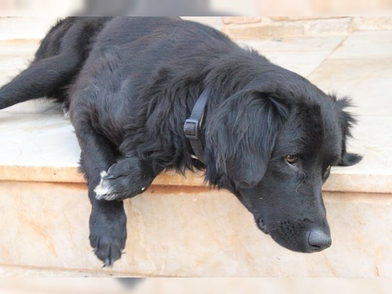 Manolo, Traumhund mit Handicap