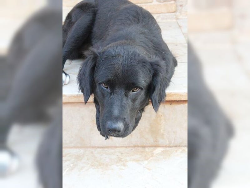 Manolo, Traumhund mit Handicap