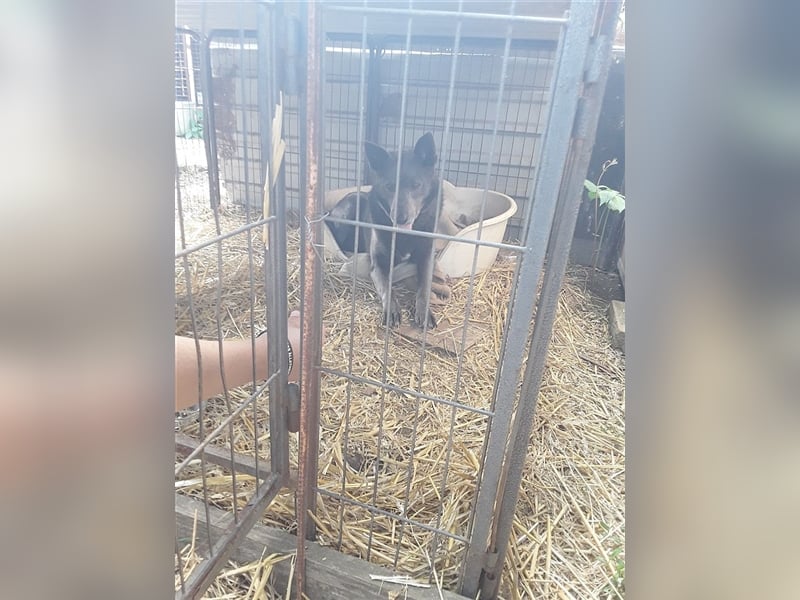 DYLAN, Angsthund. Dringend erfahrene Menschen mit dem Herz am richtigen Fleck gesucht!