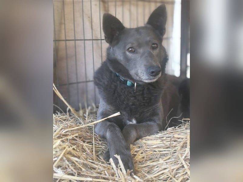 DYLAN, Angsthund. Dringend erfahrene Menschen mit dem Herz am richtigen Fleck gesucht!