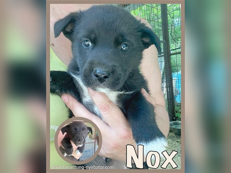 NOX, zuckersüsser Fratz