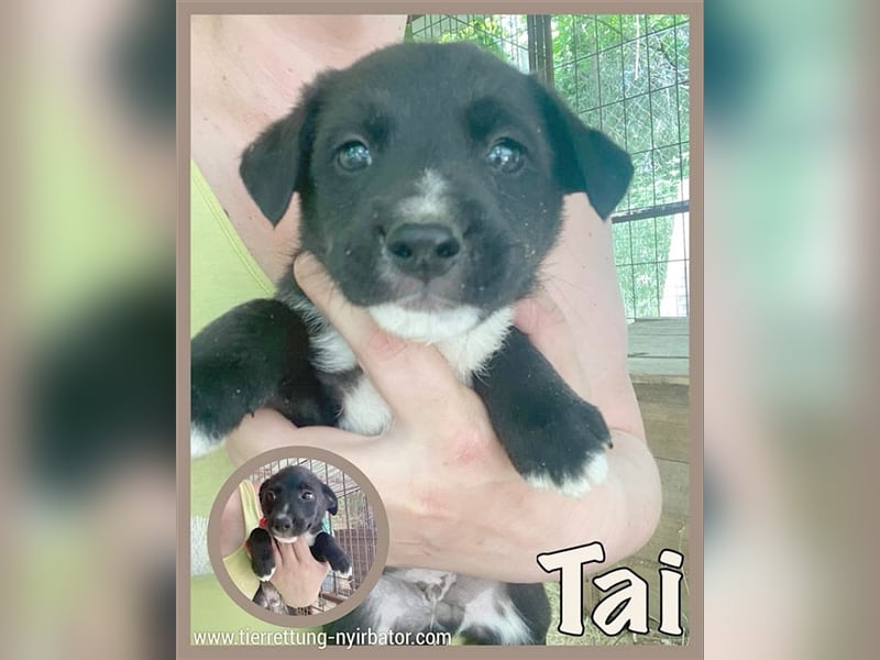 TAI, supersüsser Fratz