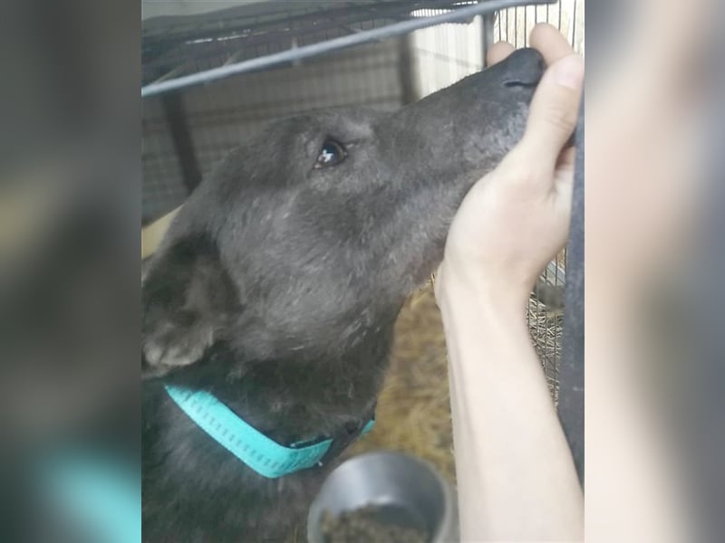 DYLAN, Angsthund. Dringend erfahrene Menschen mit dem Herz am richtigen Fleck gesucht!