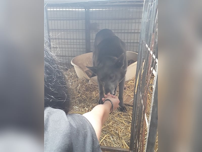 DYLAN, Angsthund. Dringend erfahrene Menschen mit dem Herz am richtigen Fleck gesucht!