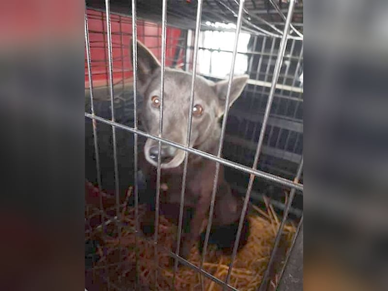 DYLAN, Angsthund. Dringend erfahrene Menschen mit dem Herz am richtigen Fleck gesucht!