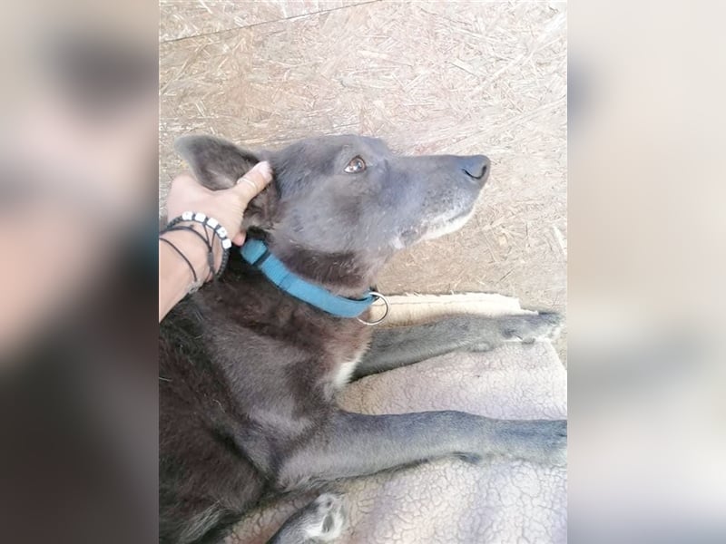 DYLAN, Angsthund. Dringend erfahrene Menschen mit dem Herz am richtigen Fleck gesucht!