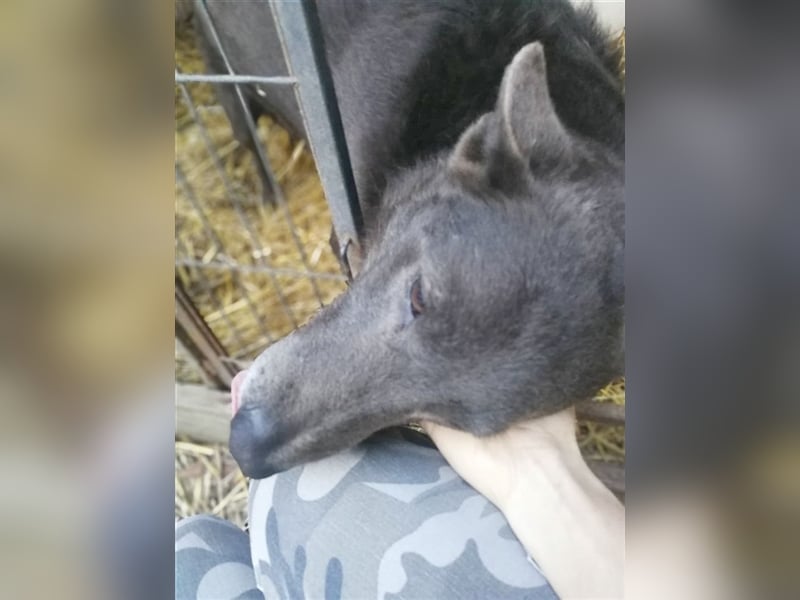 DYLAN, Angsthund. Dringend erfahrene Menschen mit dem Herz am richtigen Fleck gesucht!