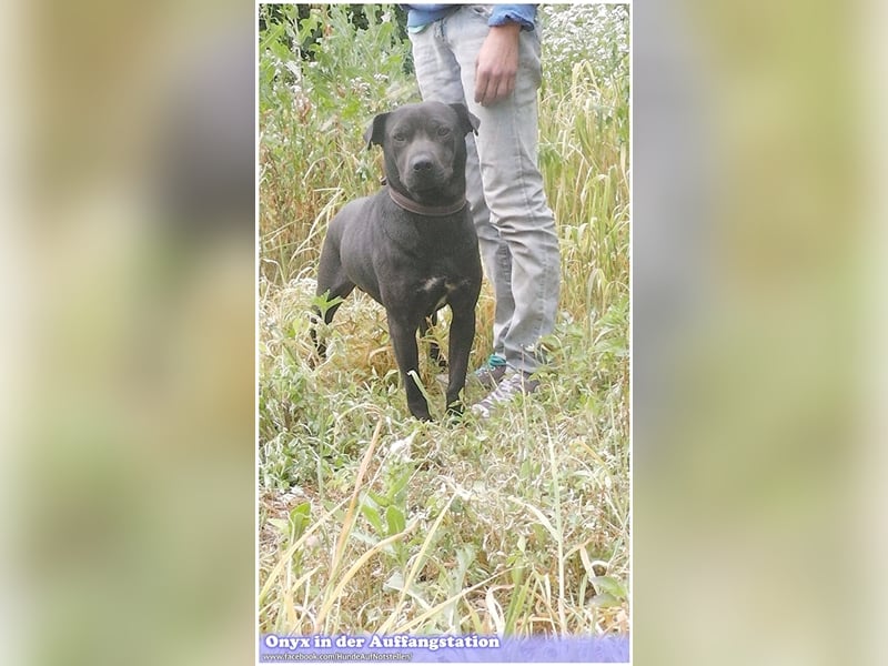 ONYX, ein Traumhund. Da Listenmix darf er nicht nach Deutschland