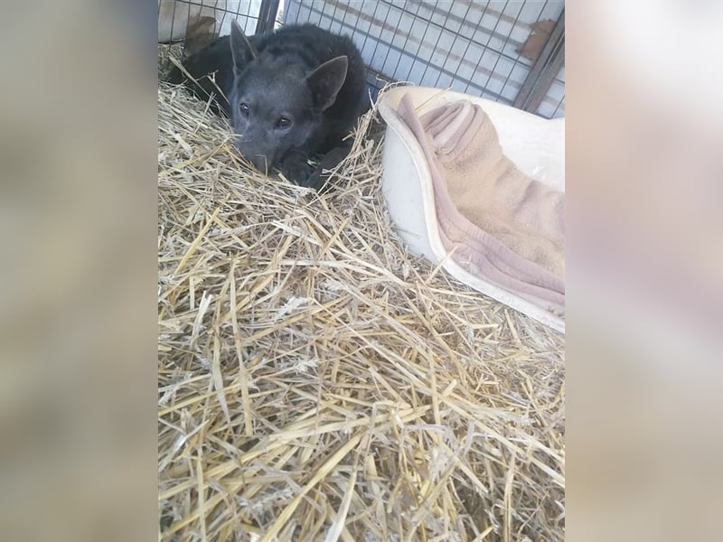 DYLAN, Angsthund. Dringend erfahrene Menschen mit dem Herz am richtigen Fleck gesucht!