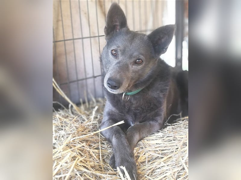 DYLAN, Angsthund. Dringend erfahrene Menschen mit dem Herz am richtigen Fleck gesucht!