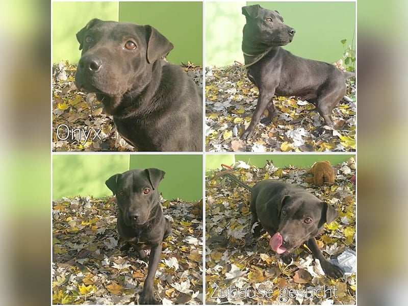 ONYX, ein Traumhund. Da Listenmix darf er nicht nach Deutschland